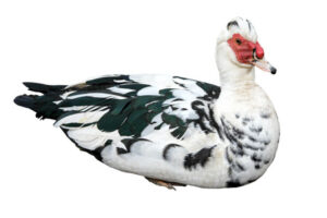Canard De Barbarie