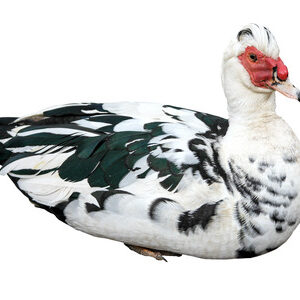 Canard De Barbarie