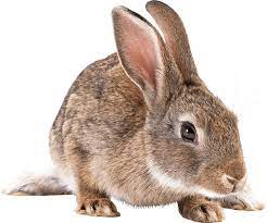 Lapin